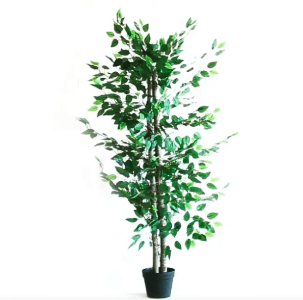 Grande plante – Image 3