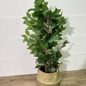Grande plante