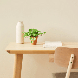Petite plante