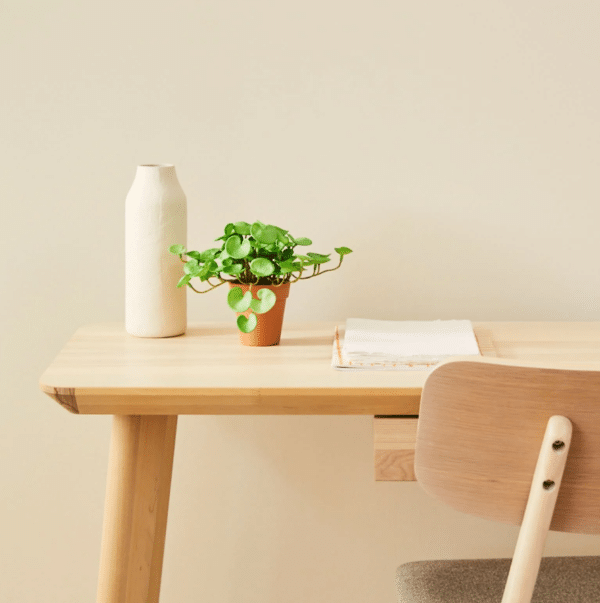 Petite plante